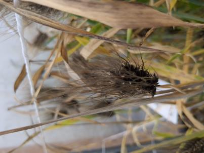 Click for 3 image(s) for this accession. SPIKE